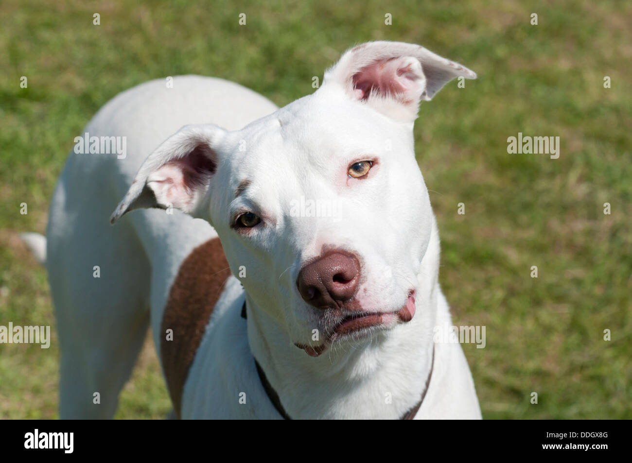 Bianco American Bulldog/collie/Greyhound incroci di cane, rivolta verso la telecamera con testa inclinata Foto Stock
