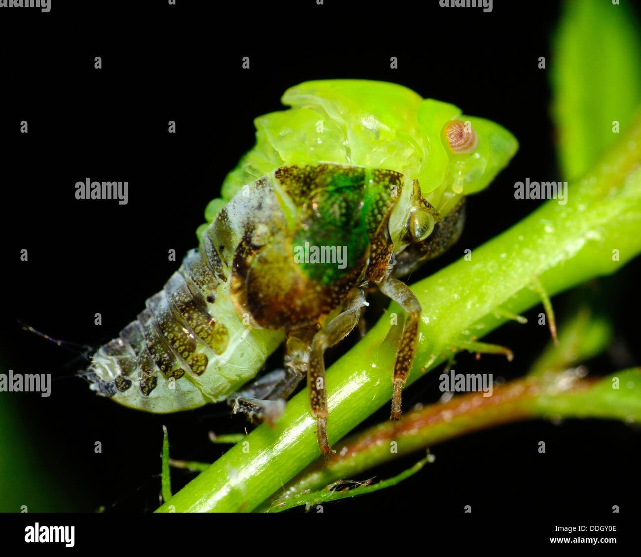 Tramoggia di foglia cambiando la metamorfosi arroccato su una pianta verde stelo. Foto Stock