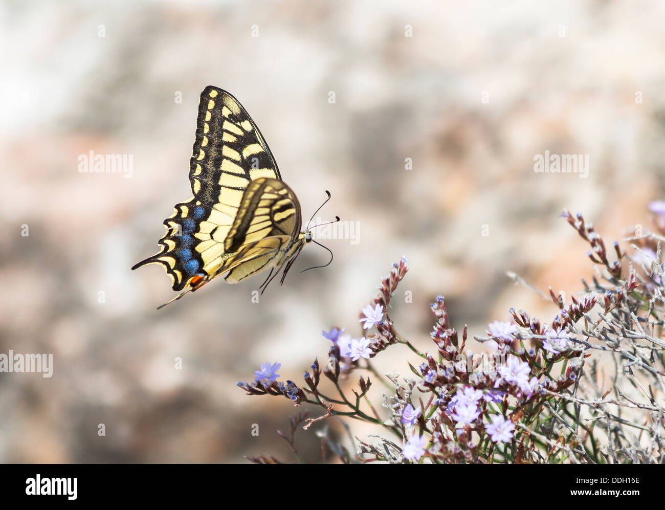 Il vecchio mondo a coda di rondine, una grande farfalla colorata, Papilio Machaon, in Puglia (Puglia), il sud Italia, in volo con la proboscide esteso Foto Stock