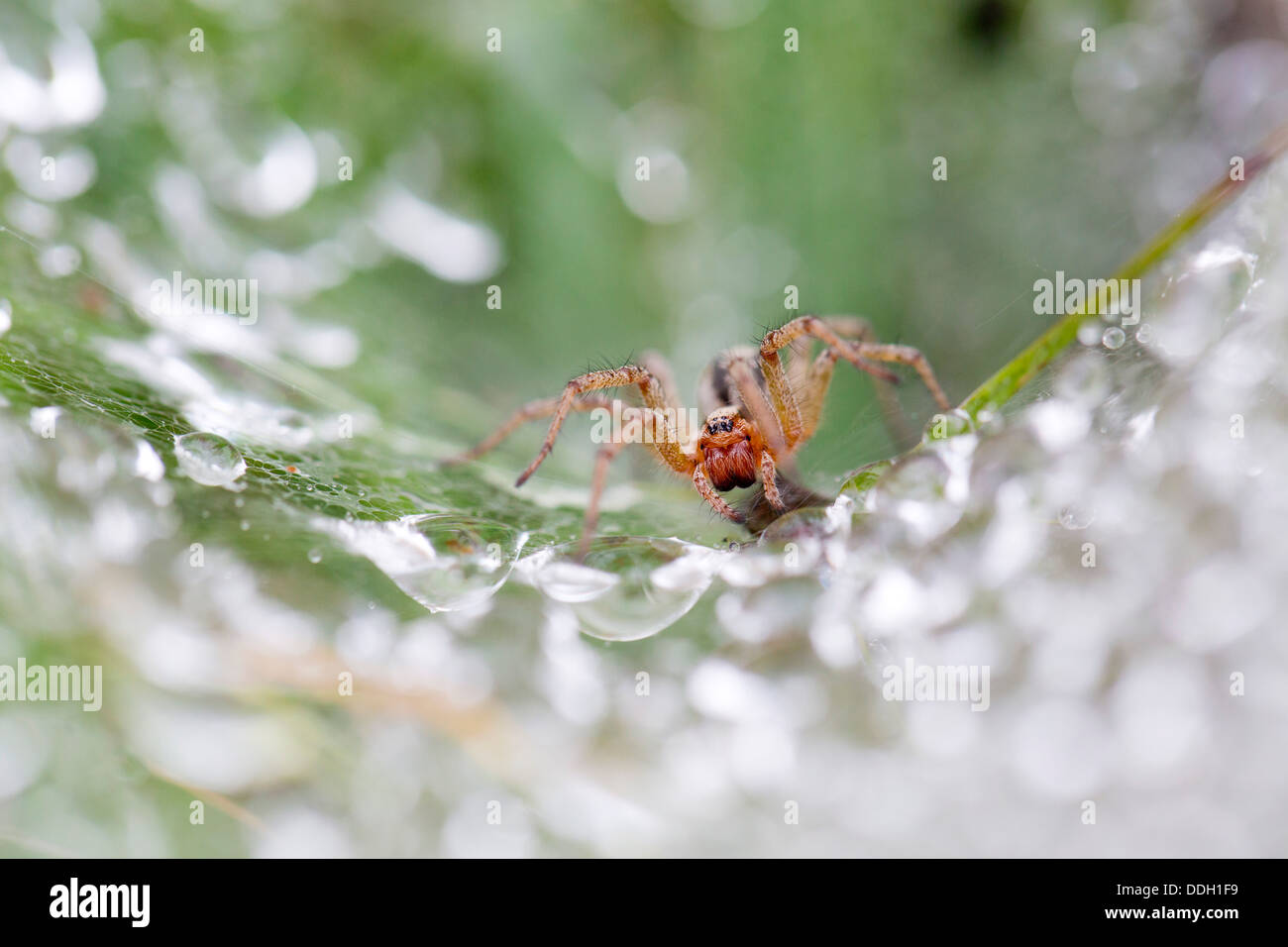 Labirinto Spider; Agelena labyrinthica; Cornovaglia; Regno Unito Foto Stock
