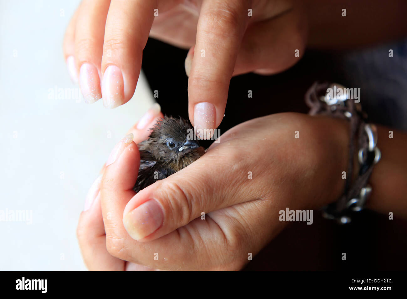 Sparrow chick baby Foto Stock