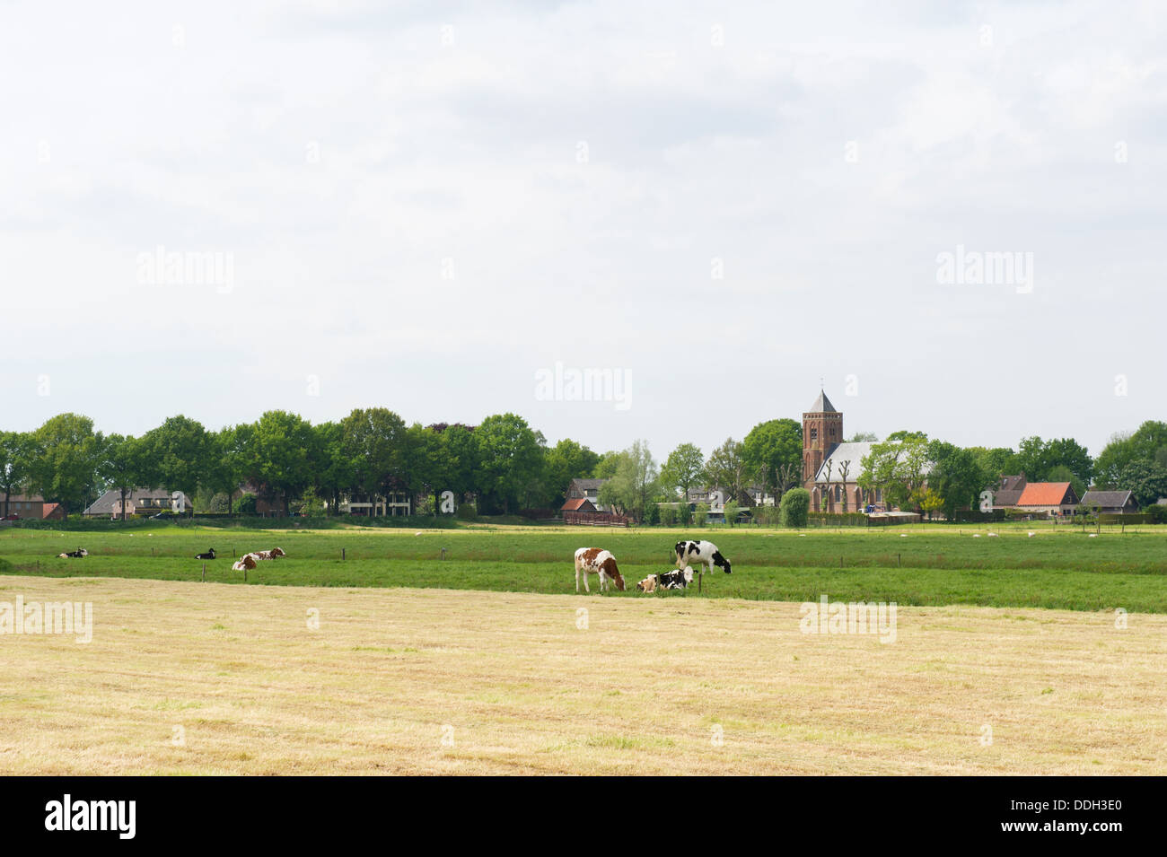 Paesaggio agricolo con casa colonica e vacche Foto Stock
