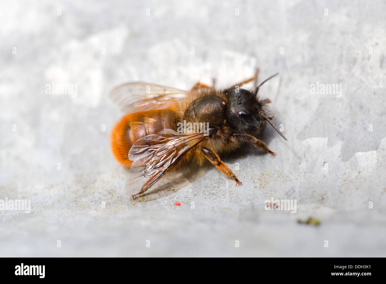 Leaf Cutter Bee; Megachile centuncularis; Regno Unito Foto Stock