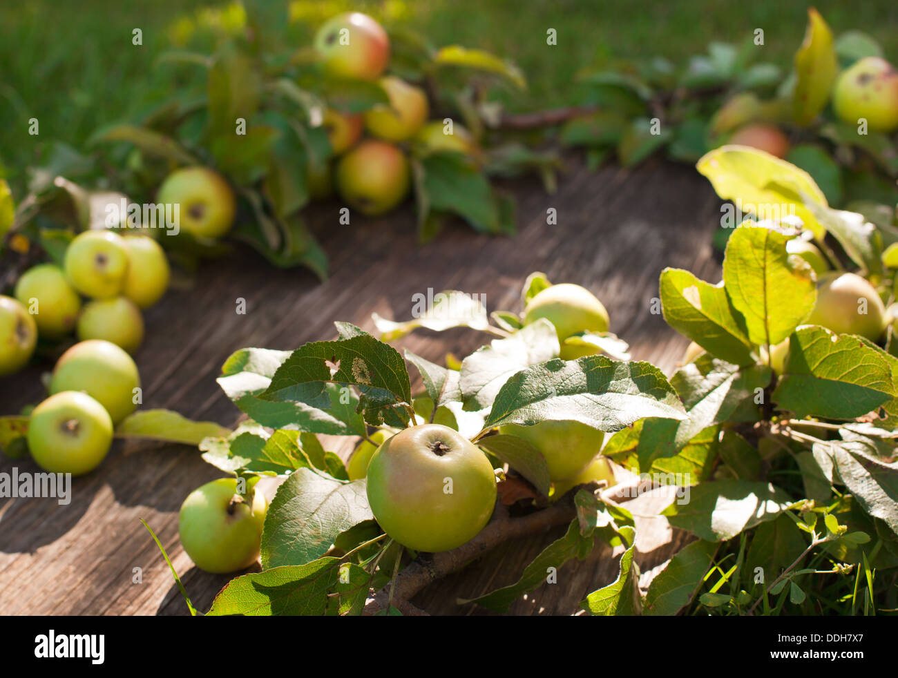 Mele biologiche con foglie su sfondo di legno Foto Stock