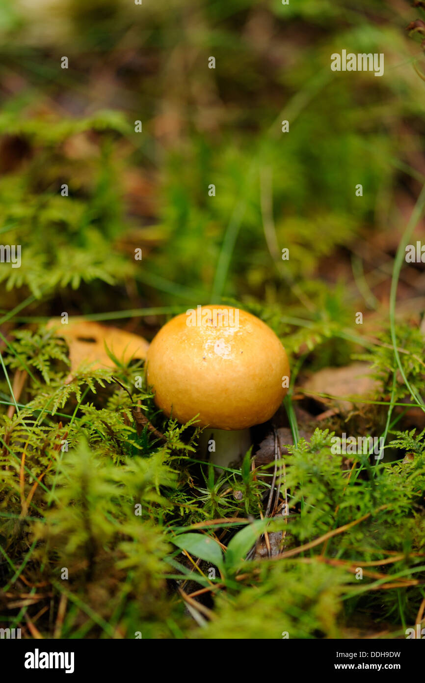 Palude di giallo (russula Russula claroflava) o giallo brittlegill palude, è un basidiomicete funghi del genere Russula. Foto Stock