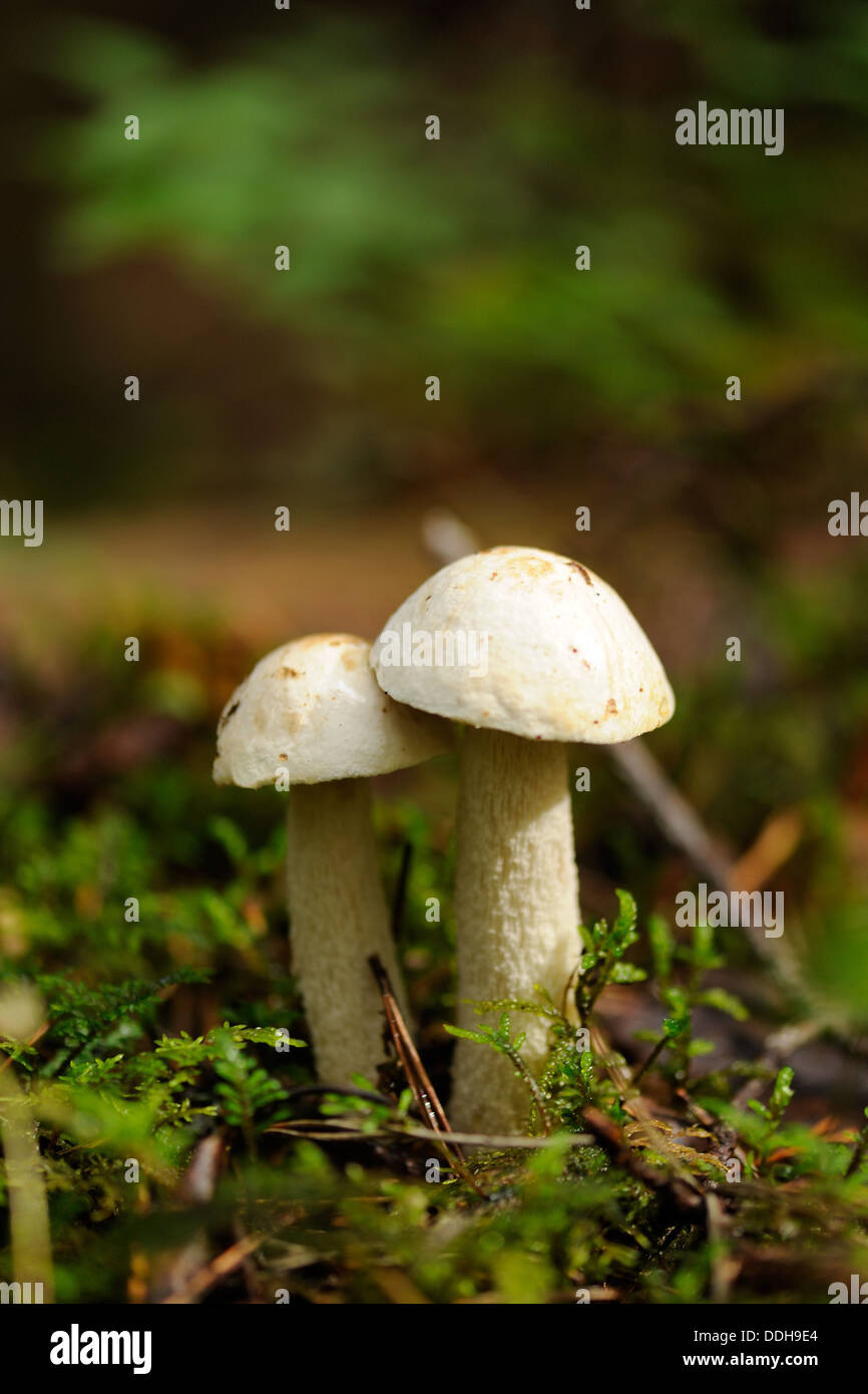 Immangiabili funghi nella foresta Foto Stock