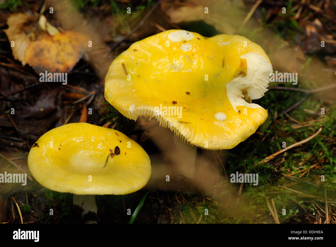 Palude di giallo (russula Russula claroflava) o giallo brittlegill palude, è un basidiomicete funghi del genere Russula. Foto Stock