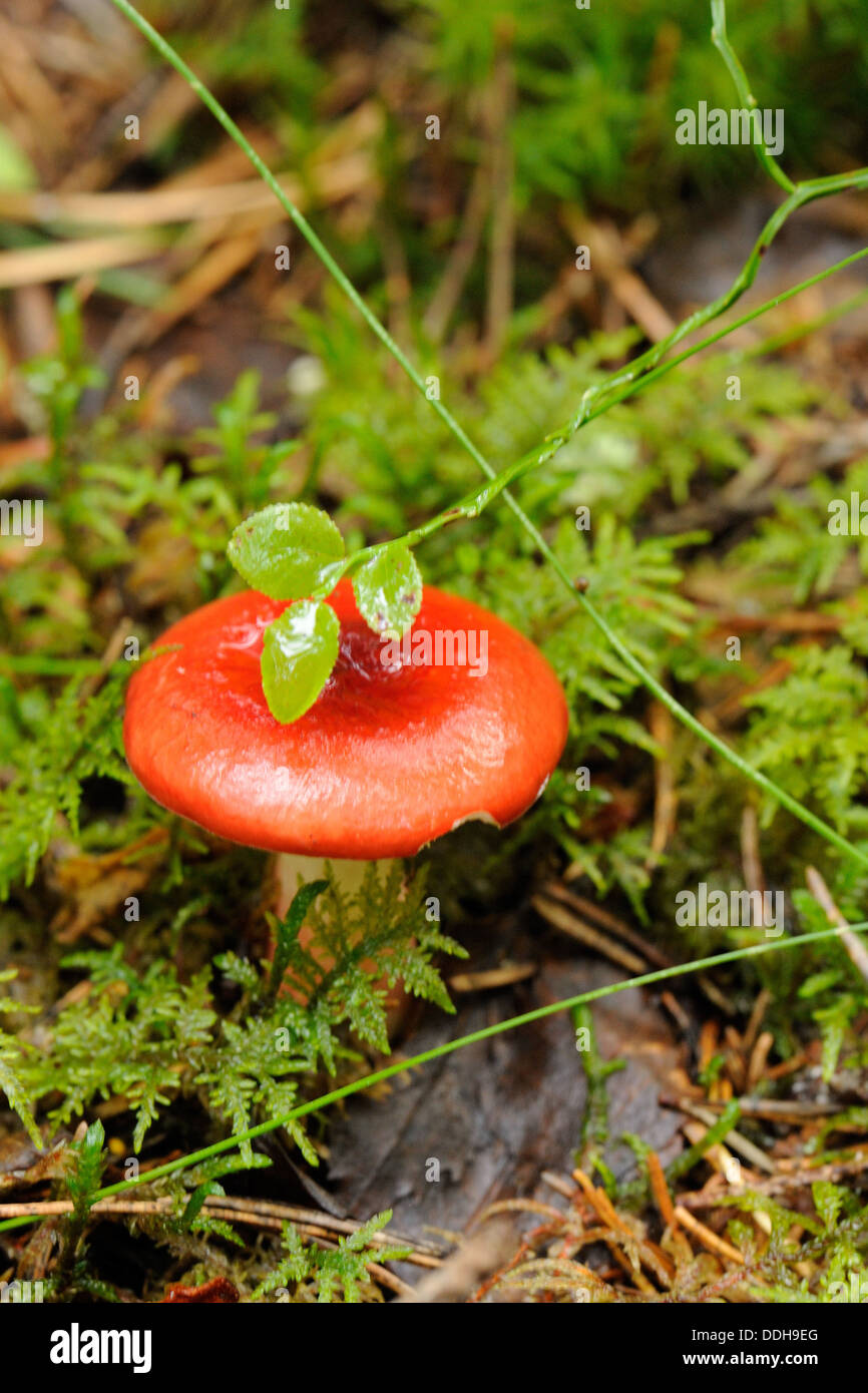 Red russula è un fungo basidiomicete, e il tipo di specie del genere Russula. Foto Stock