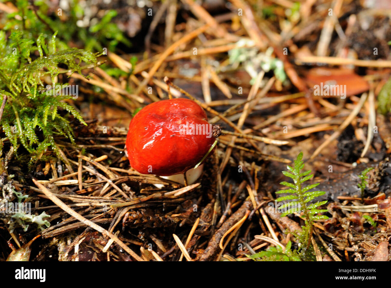 Red russula è un fungo basidiomicete, e il tipo di specie del genere Russula. Foto Stock