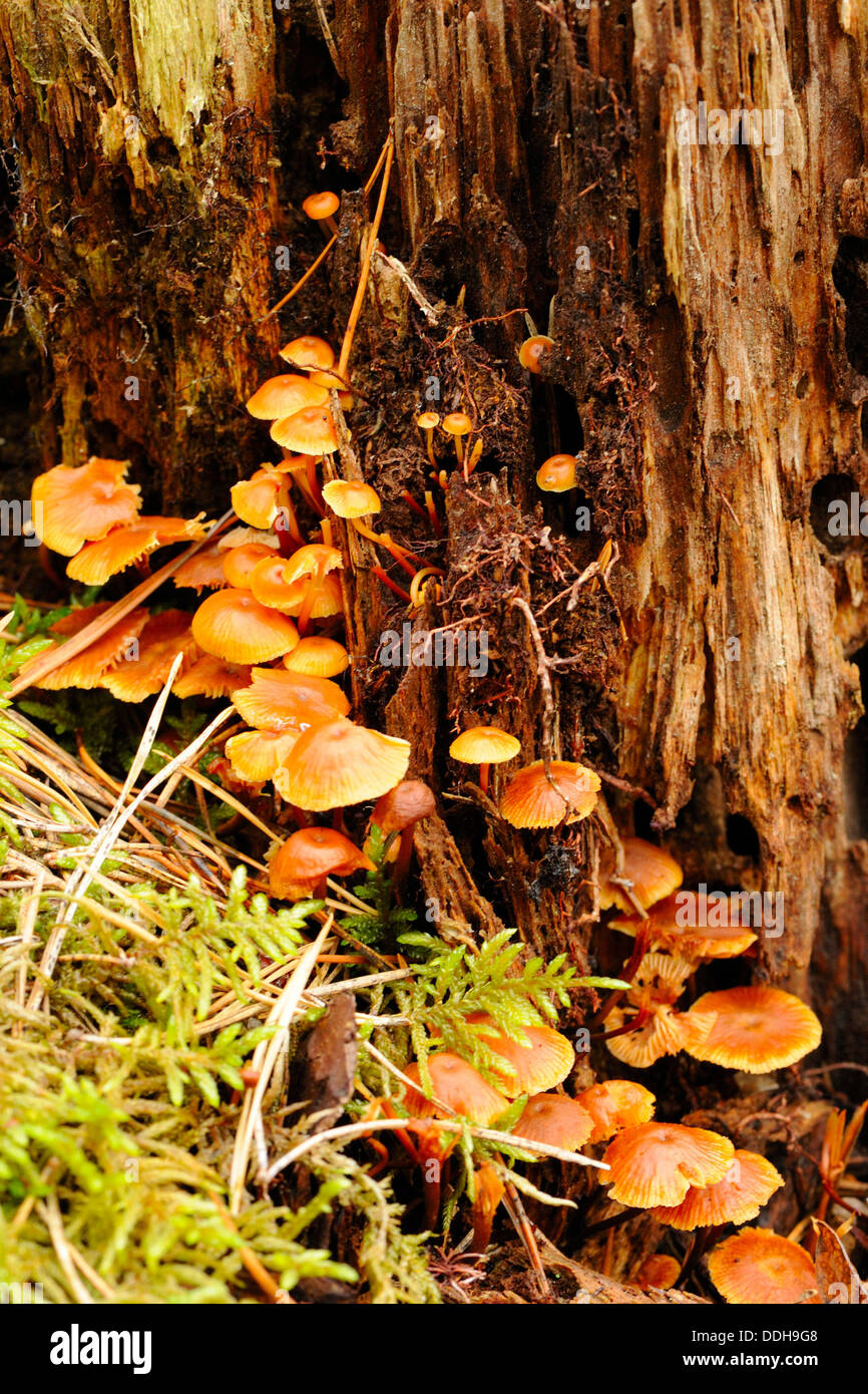 Minuscoli funghi tra lichenes e muschi su un vecchio timbro Foto Stock