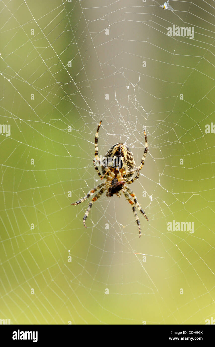 Giardino europeo spider (Araneus diadematus) avente il pranzo in pineta Foto Stock