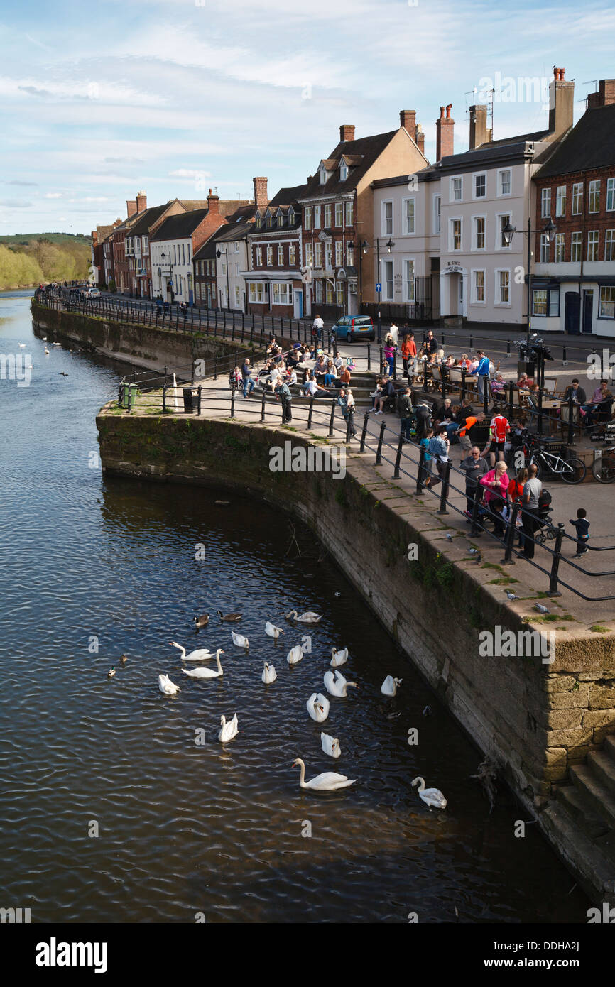 I turisti alimentando i cigni sul fiume Severn a Severnside Sud, Bewdley, Worcestershire, Inghilterra Foto Stock