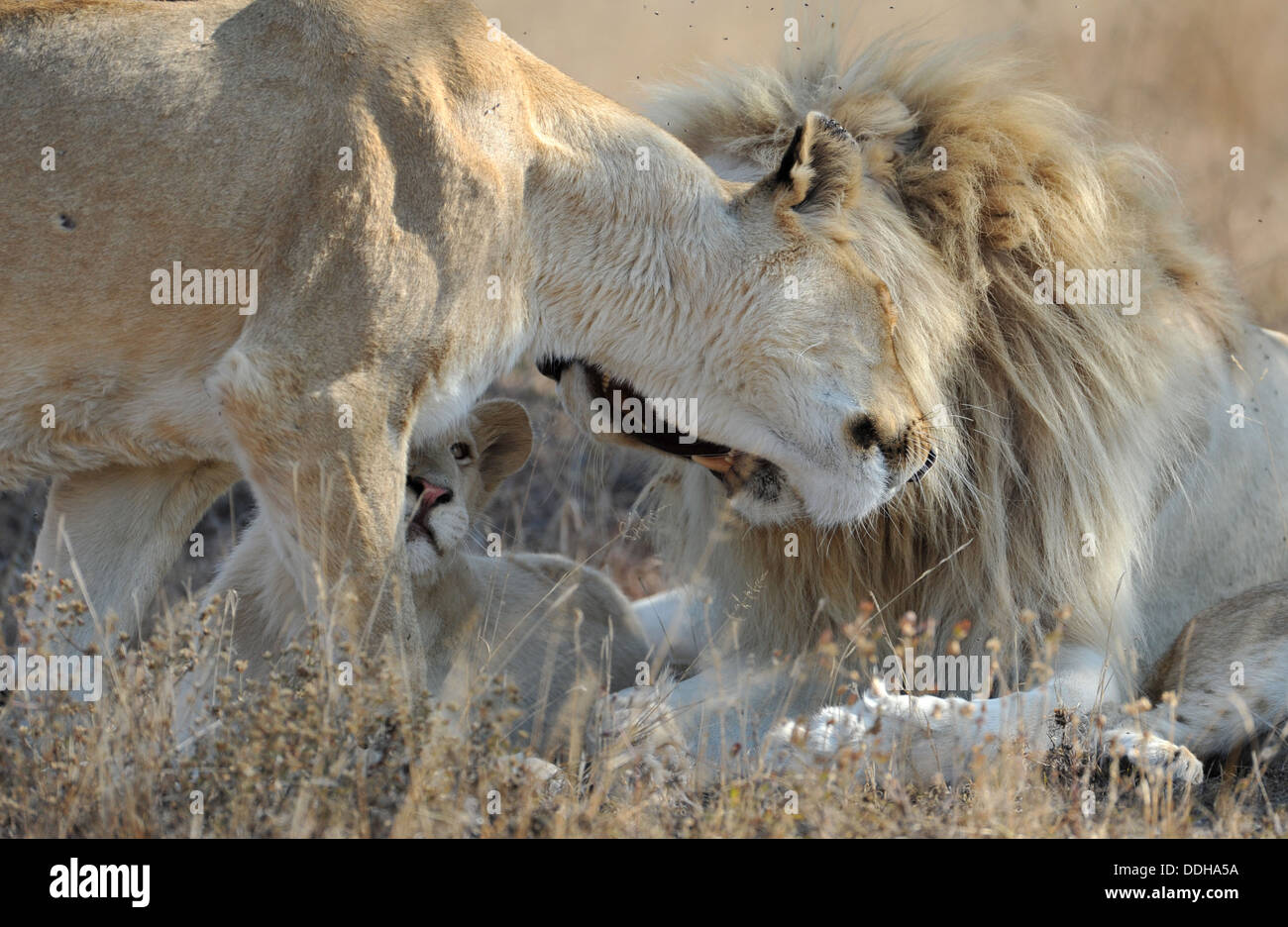 Young White Lion dal timbavati guardando i suoi genitori Foto Stock