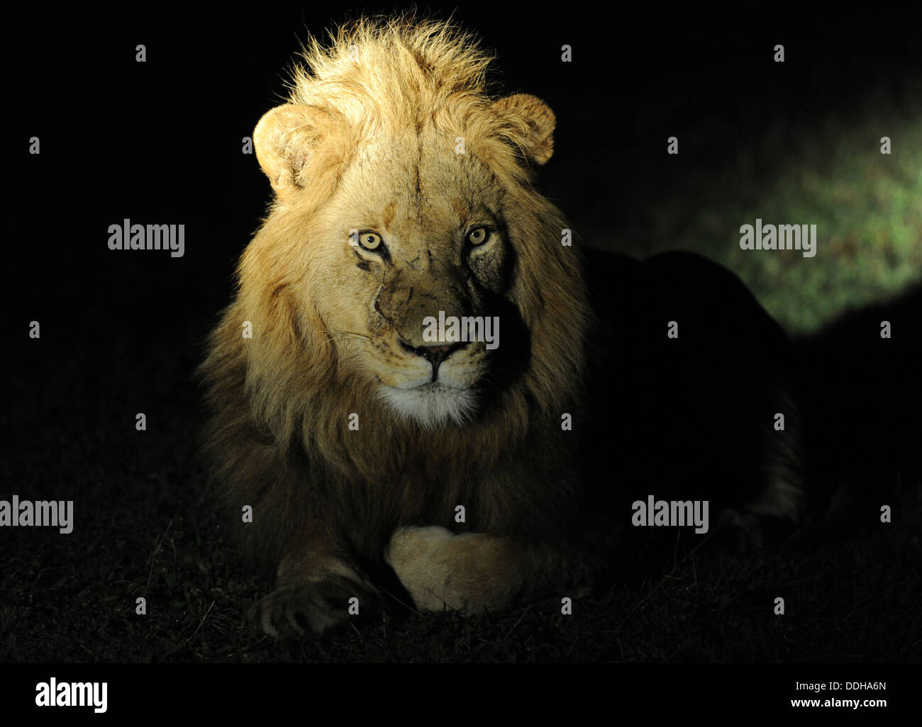 Ritratto di Leone maschio giacente in erba di notte Foto Stock