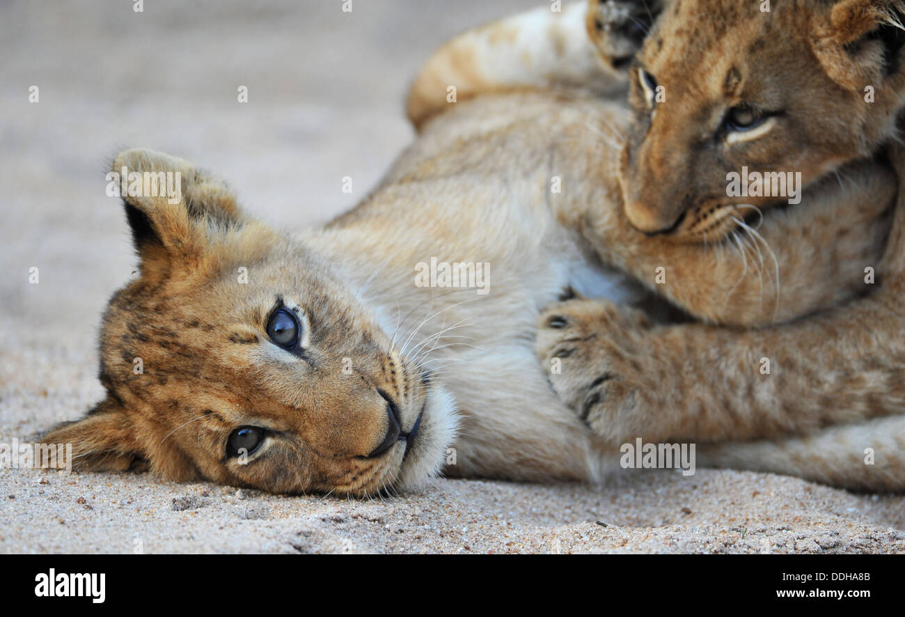 Due lion cubs giocare insieme Foto Stock