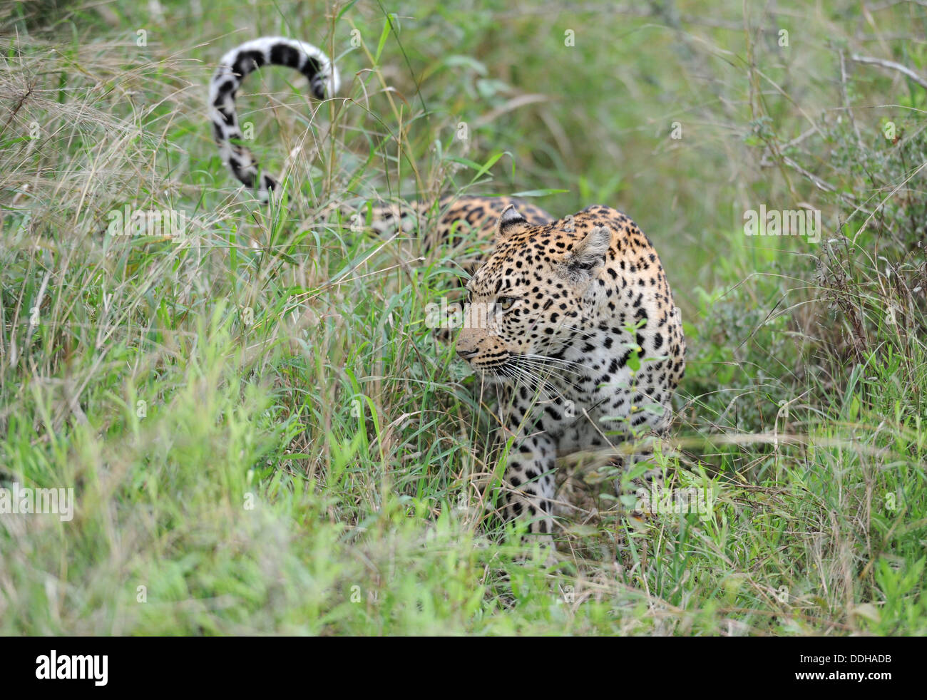 Leopard a piedi femminili in erba Foto Stock