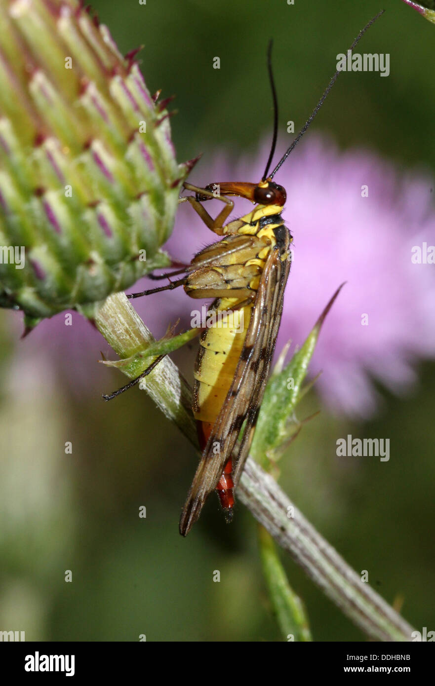 Close-up di una femmina scorpionfly comune ( Panorpa communis) Foto Stock