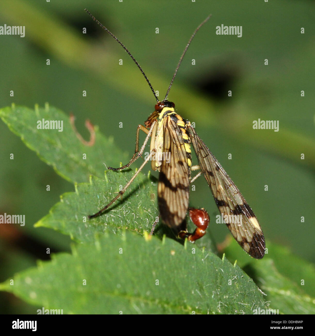 Close-up di un maschio scorpionfly comune ( Panorpa communis) con la sua scorpion-come tail completamente visibile Foto Stock