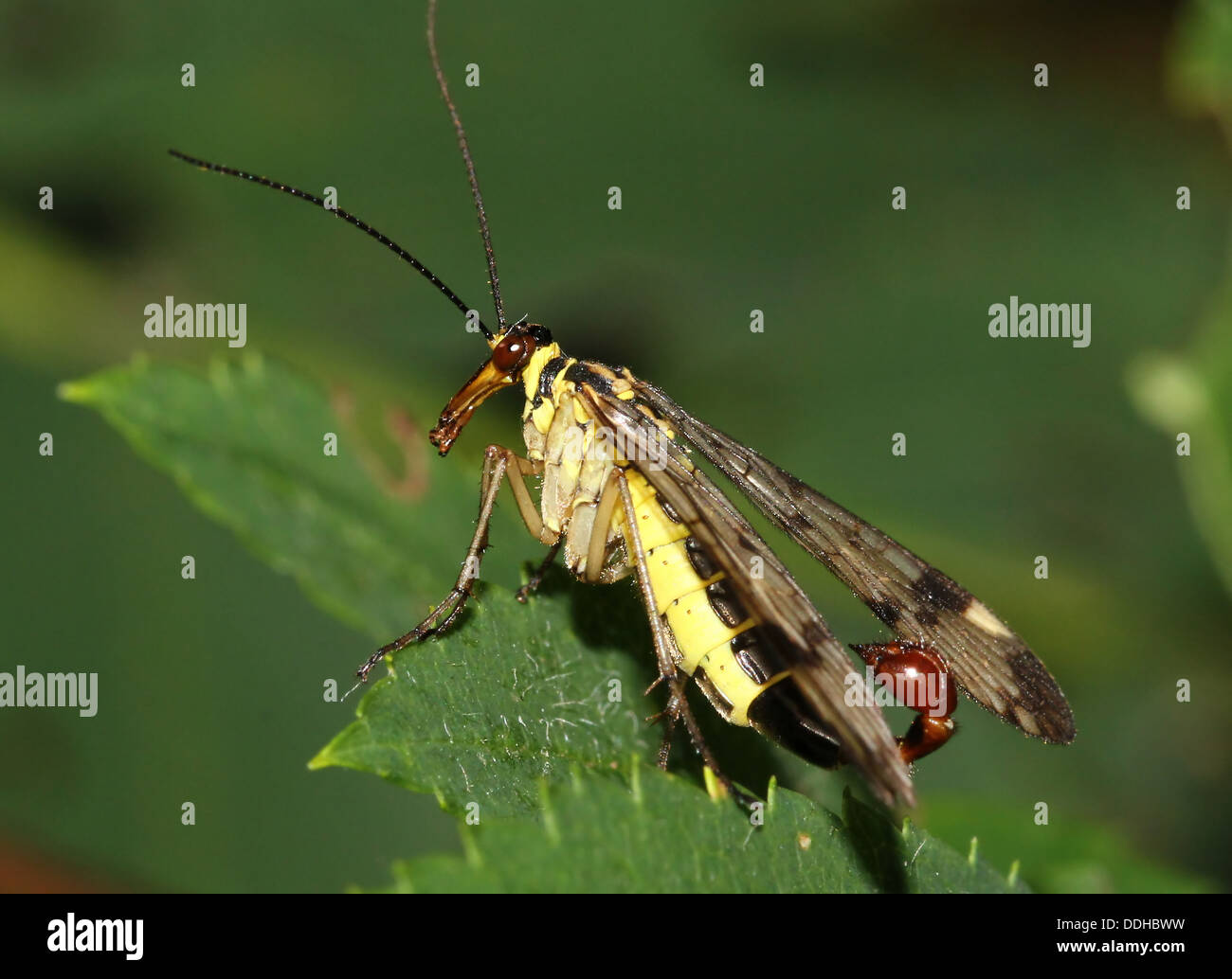 Close-up di un maschio scorpionfly comune ( Panorpa communis) con la sua scorpion-come tail completamente visibile Foto Stock