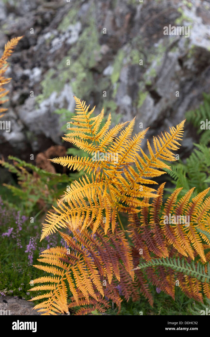 Bracken Pteridium aquilinum in colori autunnali Teesdale REGNO UNITO Foto Stock