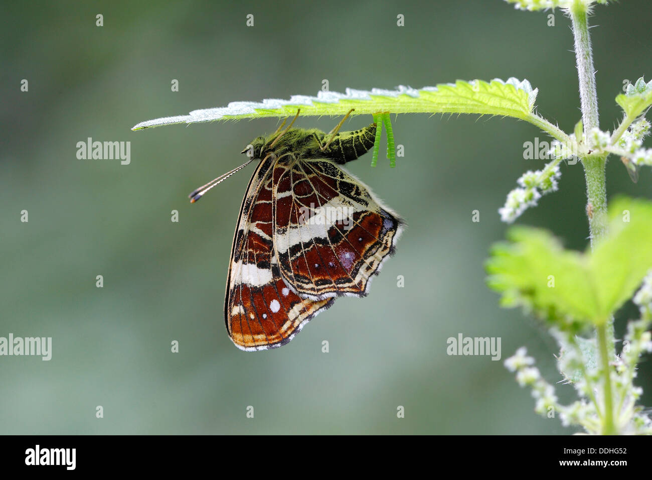 Mappa Butterfly (Araschnia levana) deposizione delle uova sul lato inferiore di una foglia di ortica Foto Stock