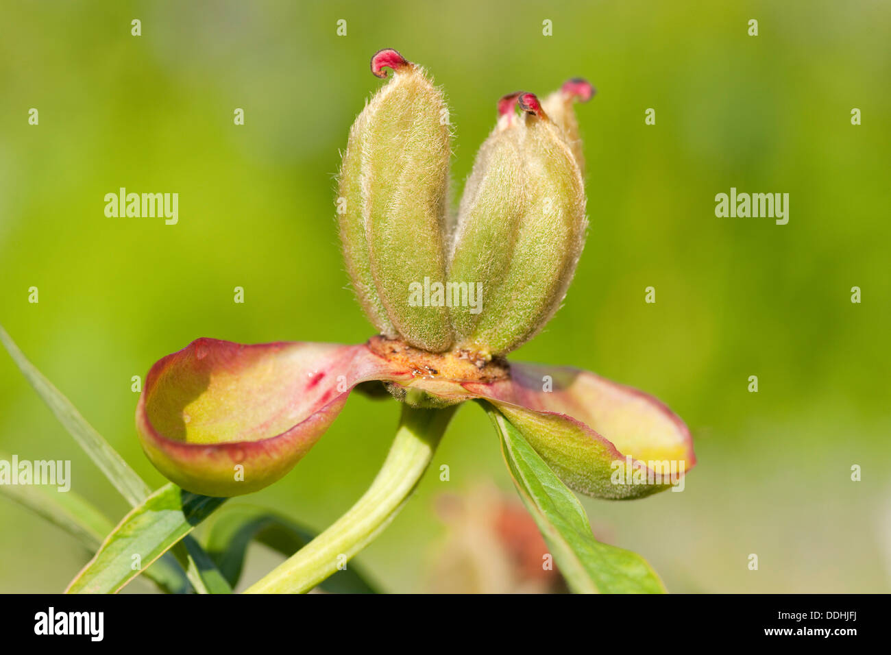 Giardino in comune peonia (Paeonia officinalis), ormone follicolo Foto Stock