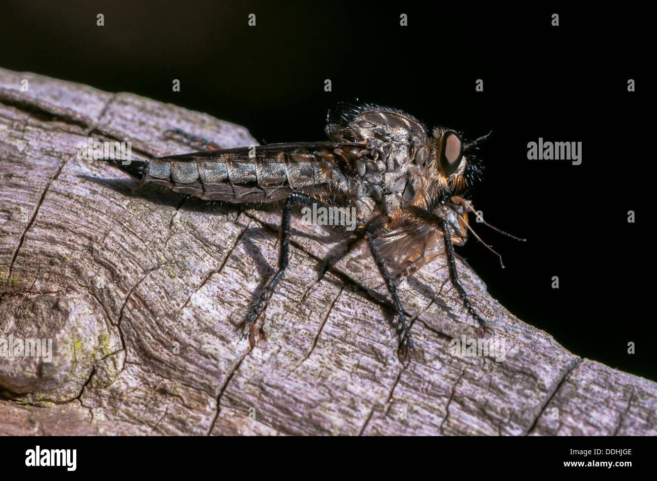 Golden-tabbed rapinatore-fly (Eutolmus rufibarbis) con insetti catturati Foto Stock