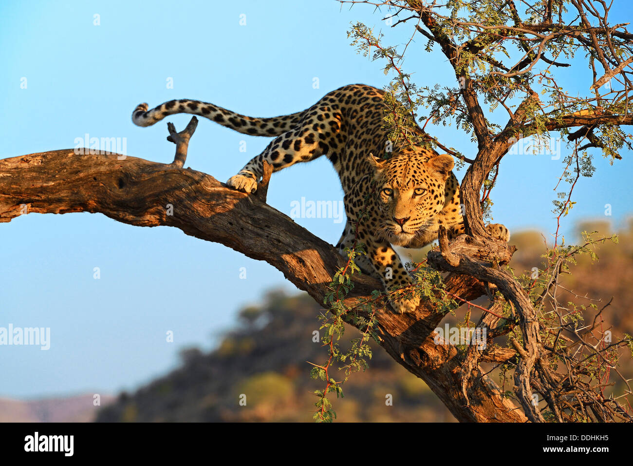 Leopard (Panthera pardus) guardando fuori da un albero nella luce del mattino Foto Stock