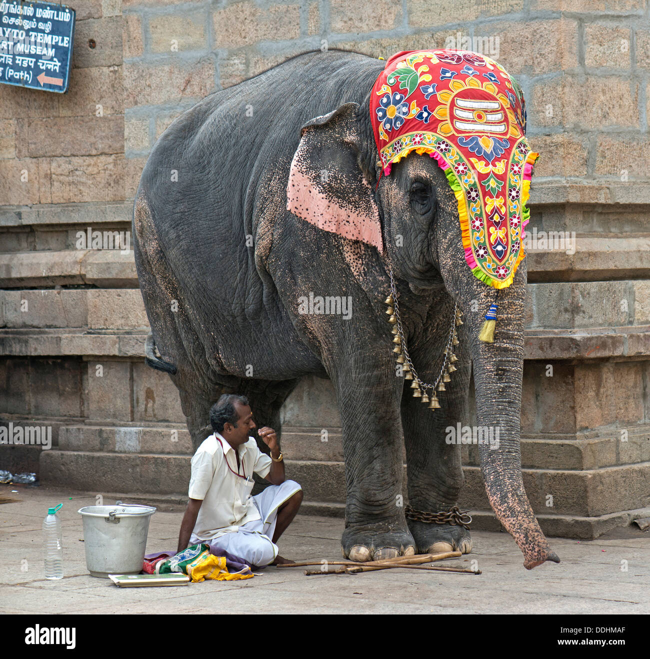 Decorate tempio elefante e mahout, tempio distretto, Meenakshi Amman Tempio o Sri Meenakshi Sundareswarar tempio Foto Stock
