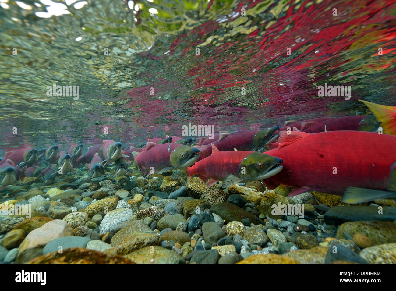 Il Salmone Sockeye, Redeye salmone o Blueback Salmoni (Oncorhynchus nerka), pesce in corrispondenza di zone di riproduzione Foto Stock