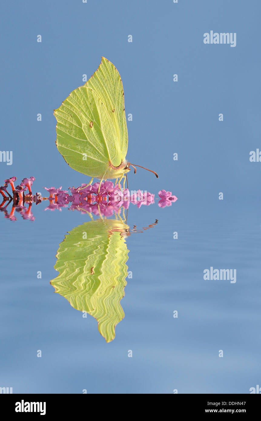 Brimstone (Gonepteryx rhamni), maschio, con riflessione Foto Stock