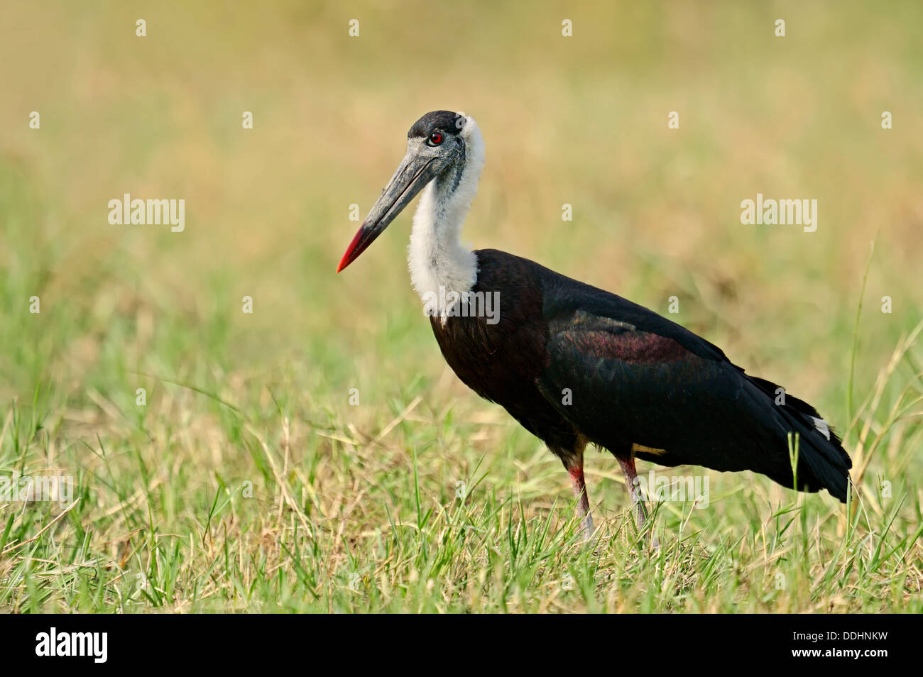 Indian lanosi colli Stork, Vescovo di cicogna bianca o a collo di Stork (Ciconia episcopus episcopus) Foto Stock