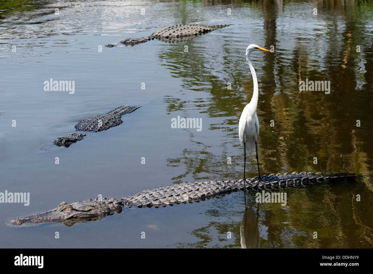 Garzetta su alligatori indietro Foto Stock