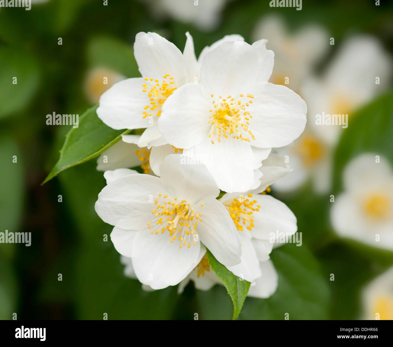Dolce Mock-arancio o inglese Sanguinello (Filadelfo coronary), fiori, arbusti ornamentali Foto Stock