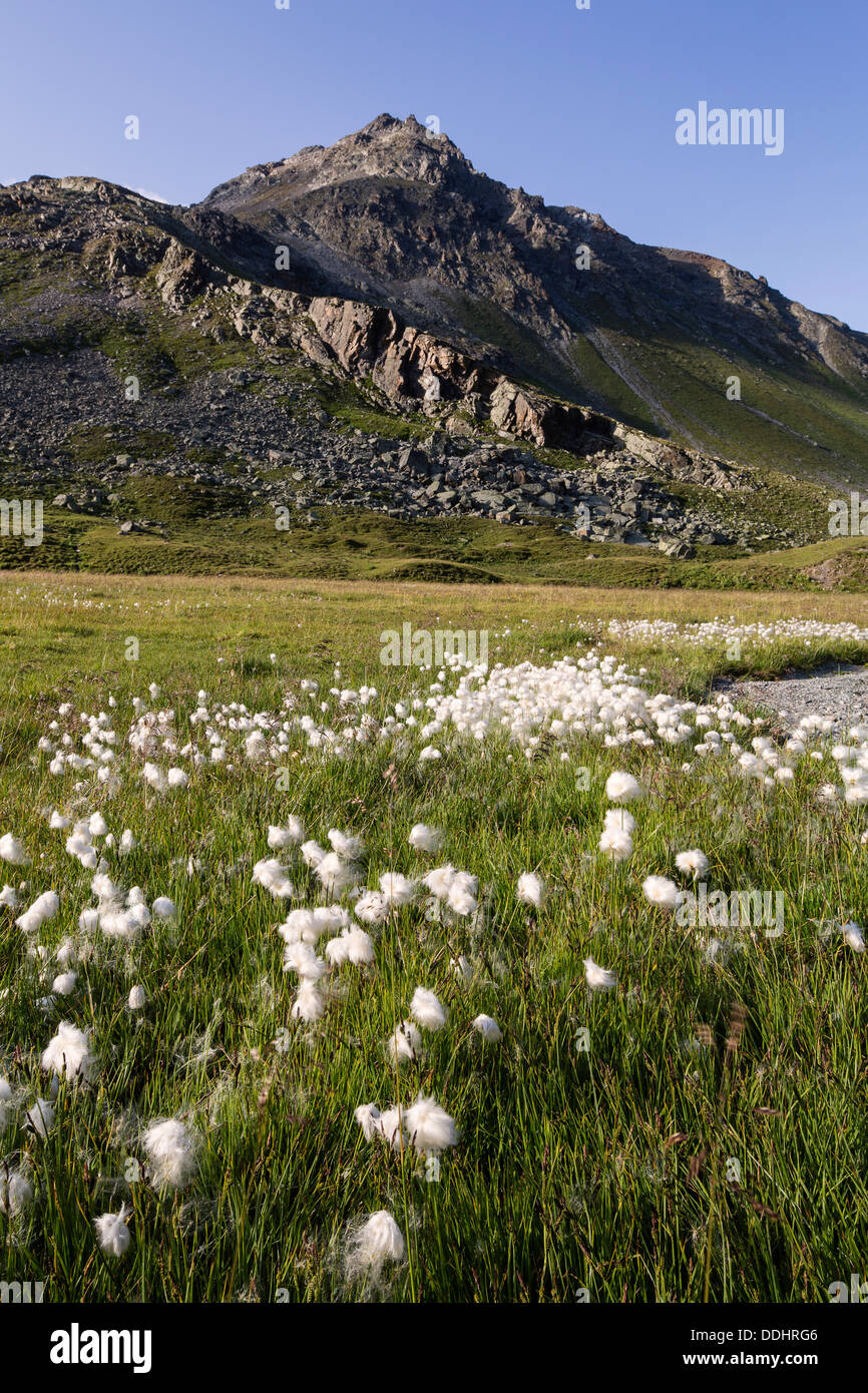 Erba di cotone (Eriophorum sp.) sul rilievo di mire Breites Wasser, Pfannknecht montagna, 2822m Foto Stock