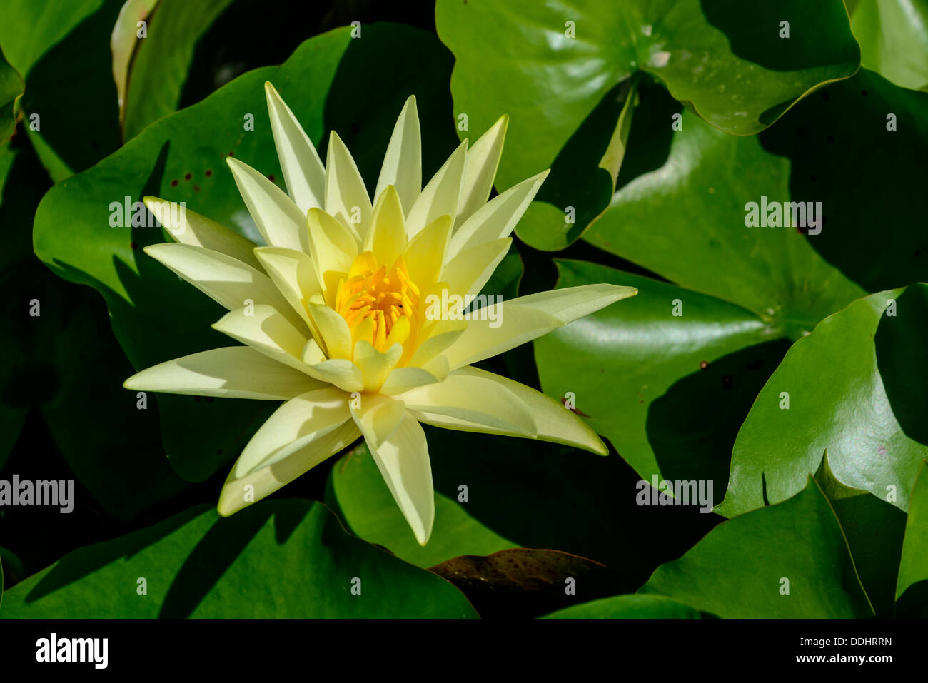 Giglio di acqua (Nymphaeaceae), fiore giallo Foto Stock