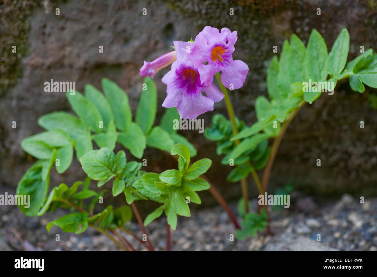 Hardy Gloxinia (Incarvillea delavayi), fiori e foglie Foto Stock