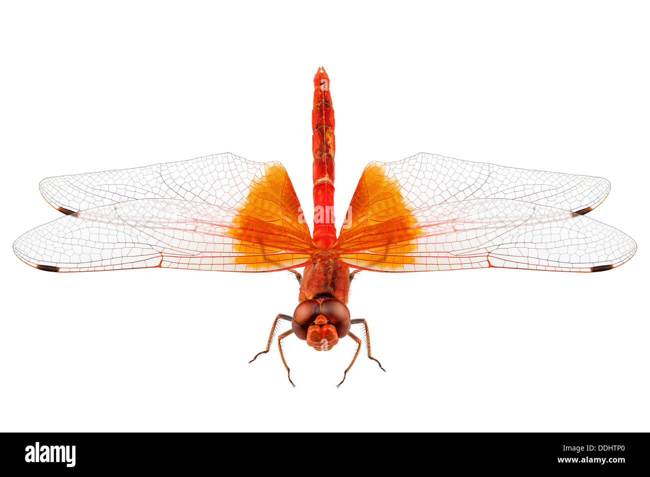 Scarlet specie di libellula Crocothemis erythraea Foto Stock
