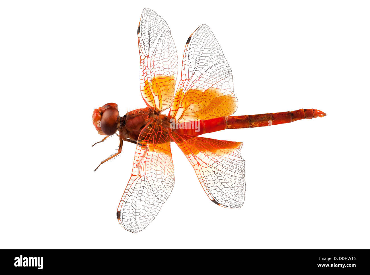 Scarlet specie di libellula Crocothemis erythraea Foto Stock