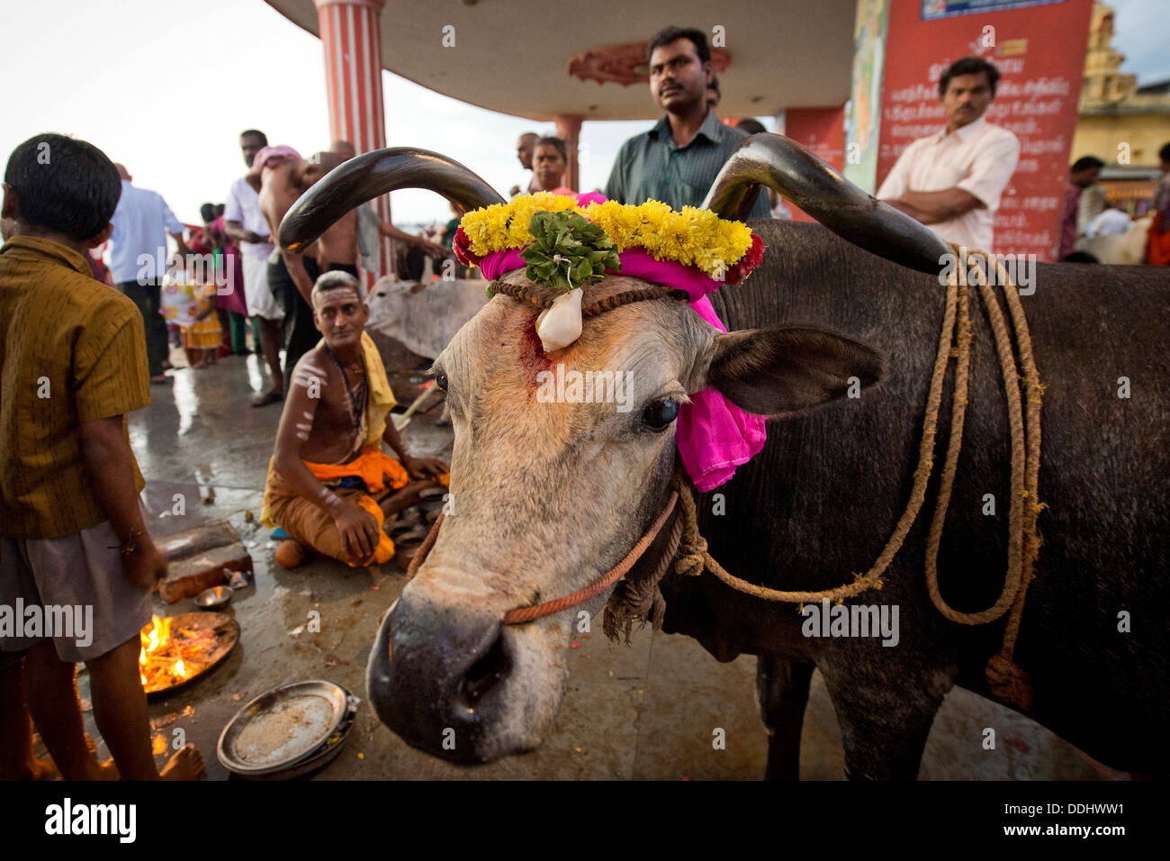 Vacca sacra, sacerdote Indù con i pellegrini durante un rito del fuoco a Ghat Agni Theertham Foto Stock