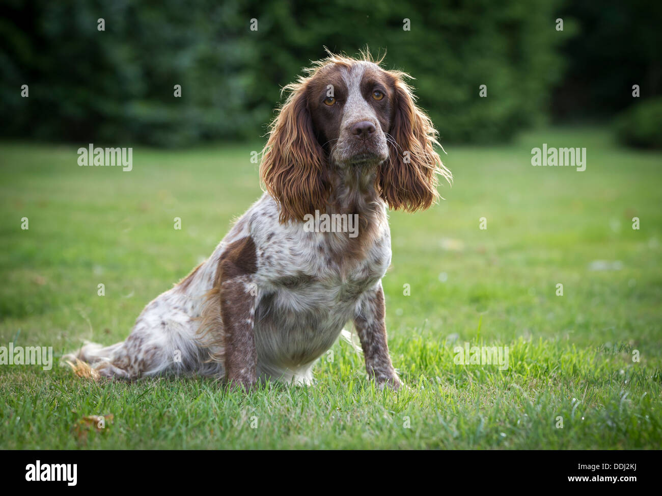 Cane ritratto di un Cocker Spaniel lavorando cane, seduti in giardino. Foto Stock