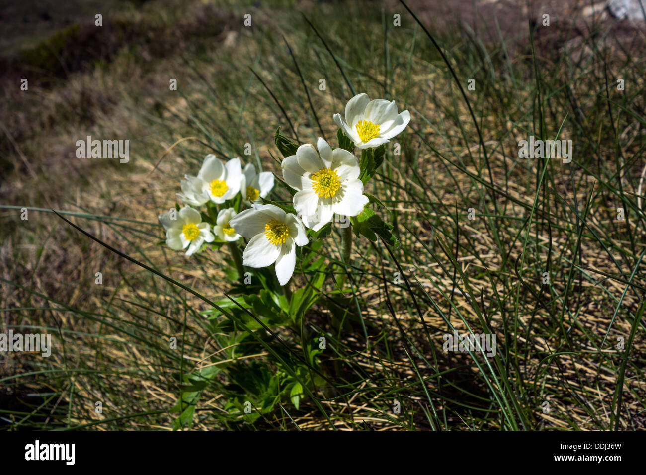 Il bianco e il giallo avens montagna fiori che crescono in montagna Foto Stock