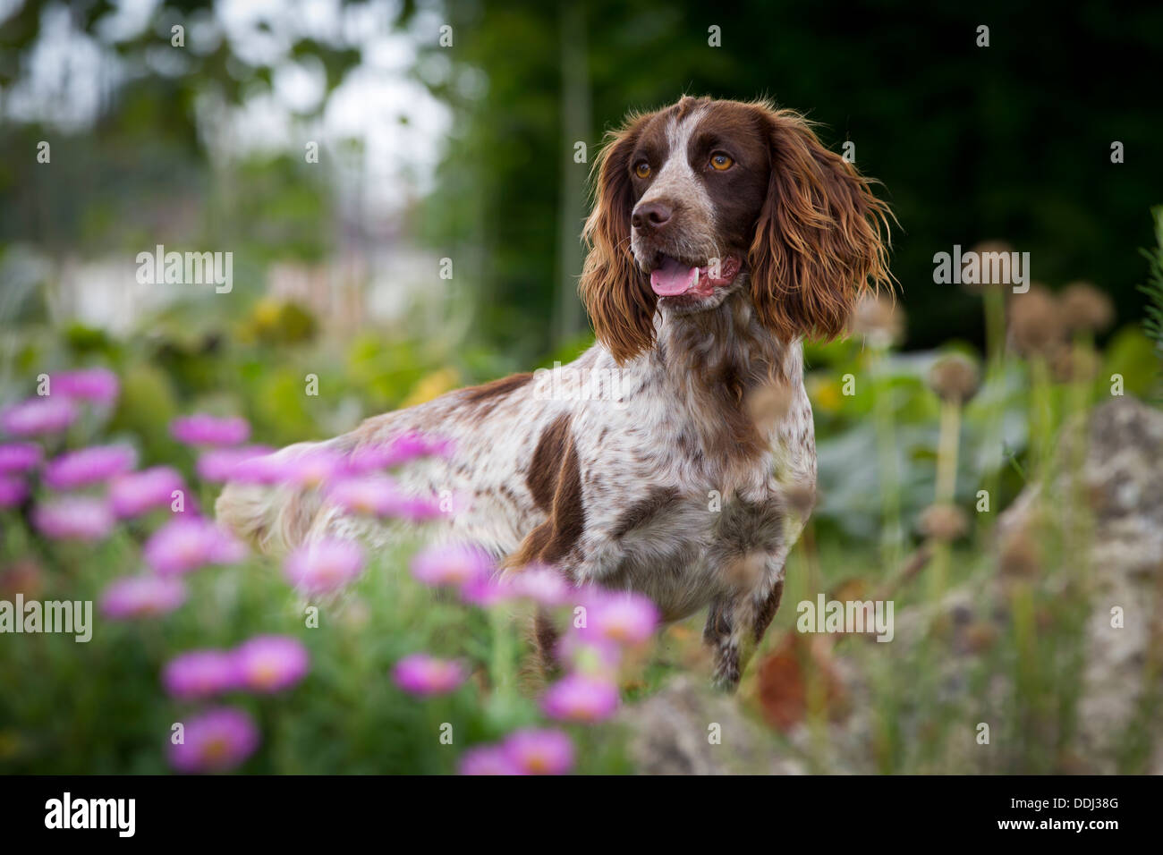 Cane ritratto di un Cocker Spaniel lavorando cane, seduti in giardino. Foto Stock