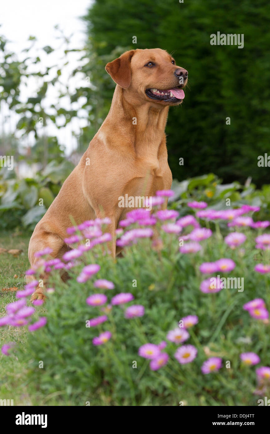 Ritratto di un Labrador lavorando cane Foto Stock