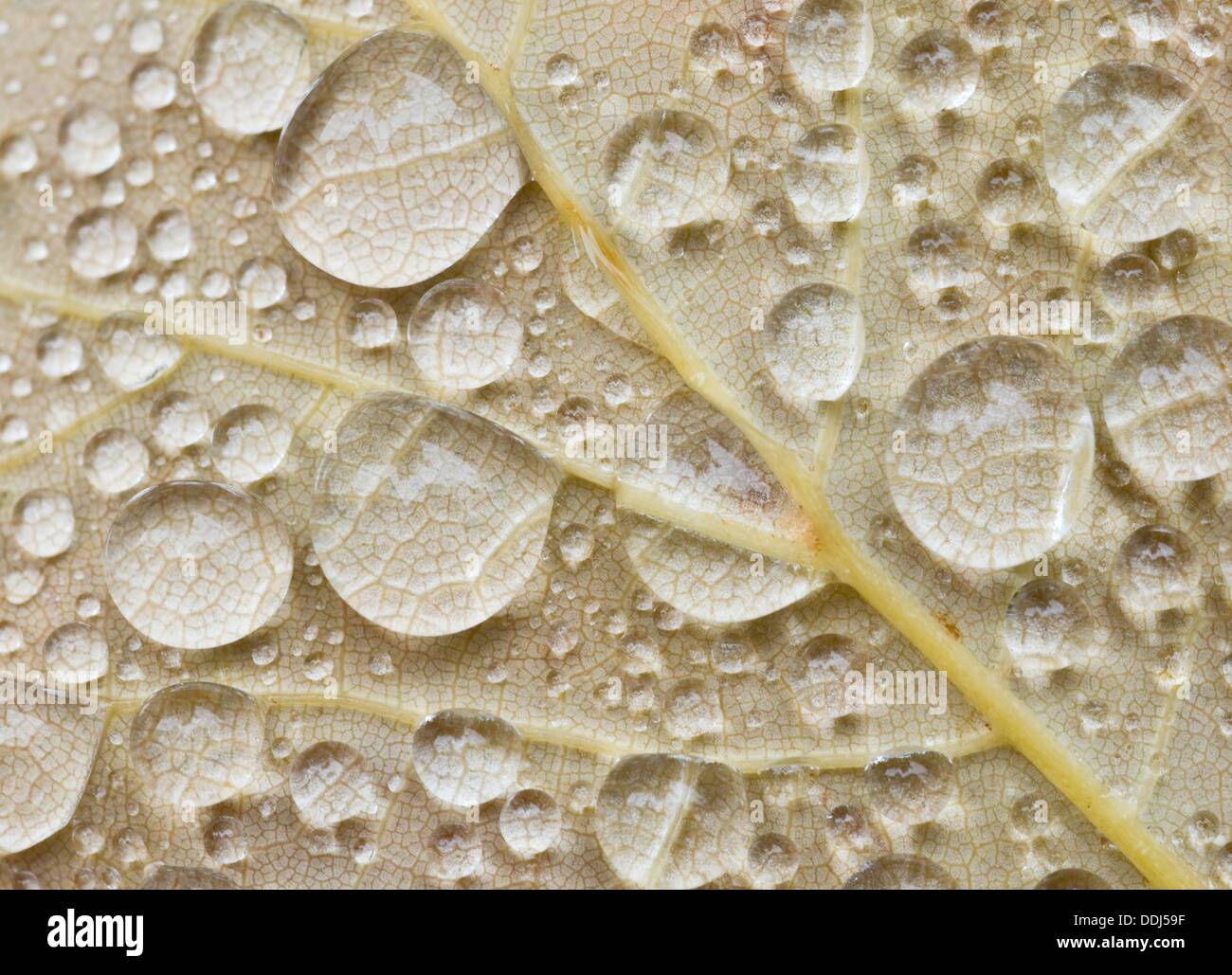 Piccole gocce di acqua si trovano sul retro di un acero lasciare in Beeskow, Germania, 03 settembre 2013. La seconda metà della settimana sarà più caldo e più soleggiato nuovamente secondo i meteorologi. Foto: PATRICK PLEUL Foto Stock