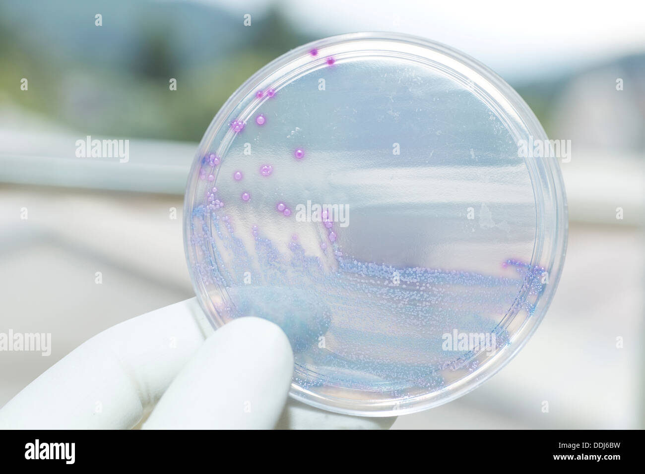Germania, Freiburg, mano umana tenendo piastra petri con batteri, close up Foto Stock