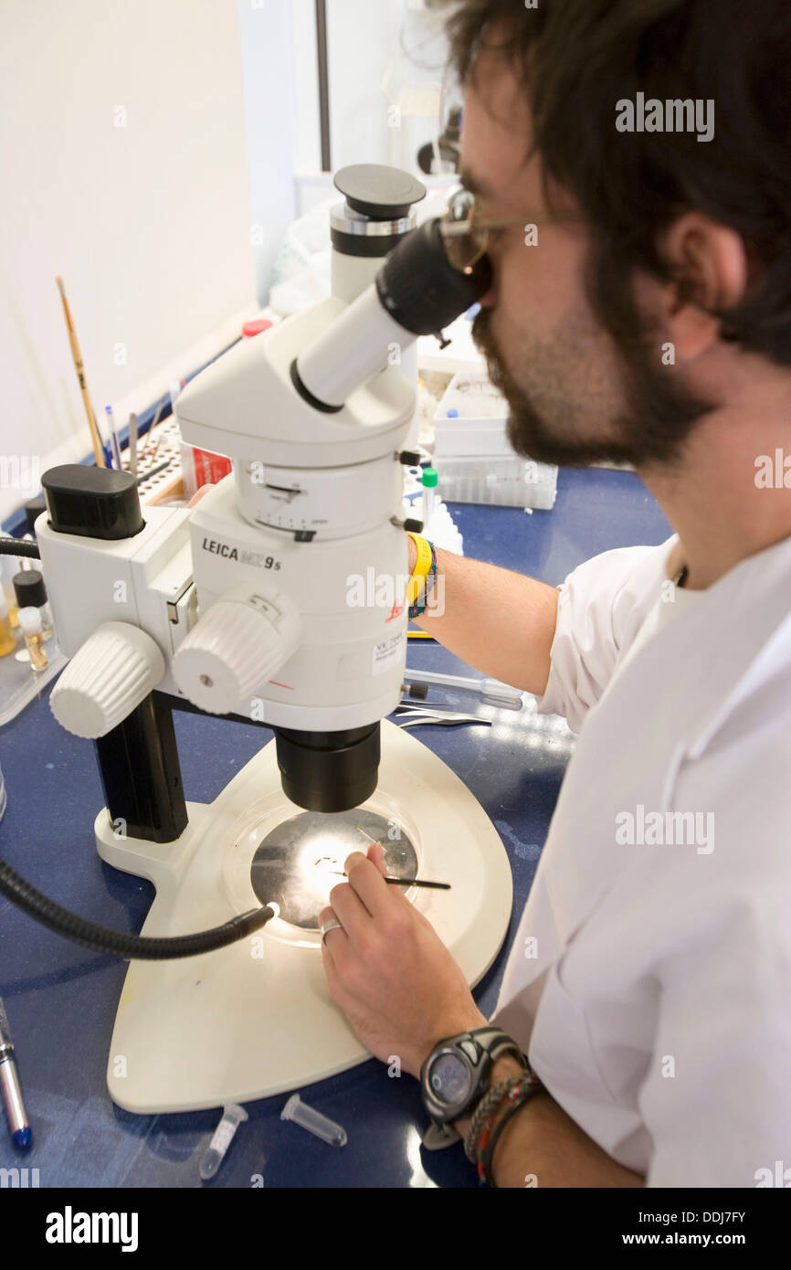 Osservazione al microscopio di Pityophthorus. Laboratorio di entomologia, Neiker Tecnalia, Instituto de Investigación y Desarrollo Foto Stock