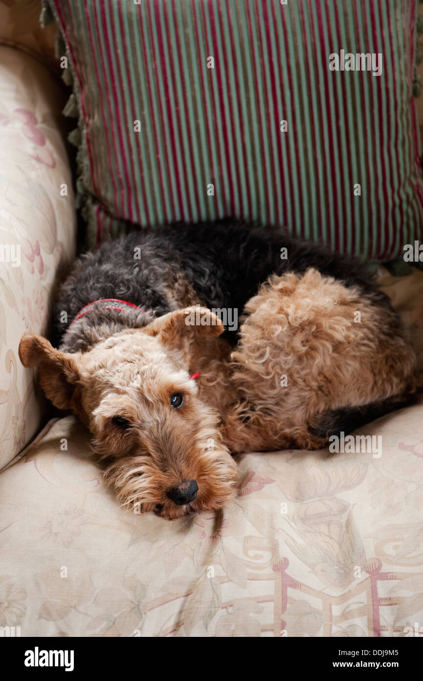 Un Welsh Terrier arricciato su un sbiadito stampa floreale poltrona Foto Stock