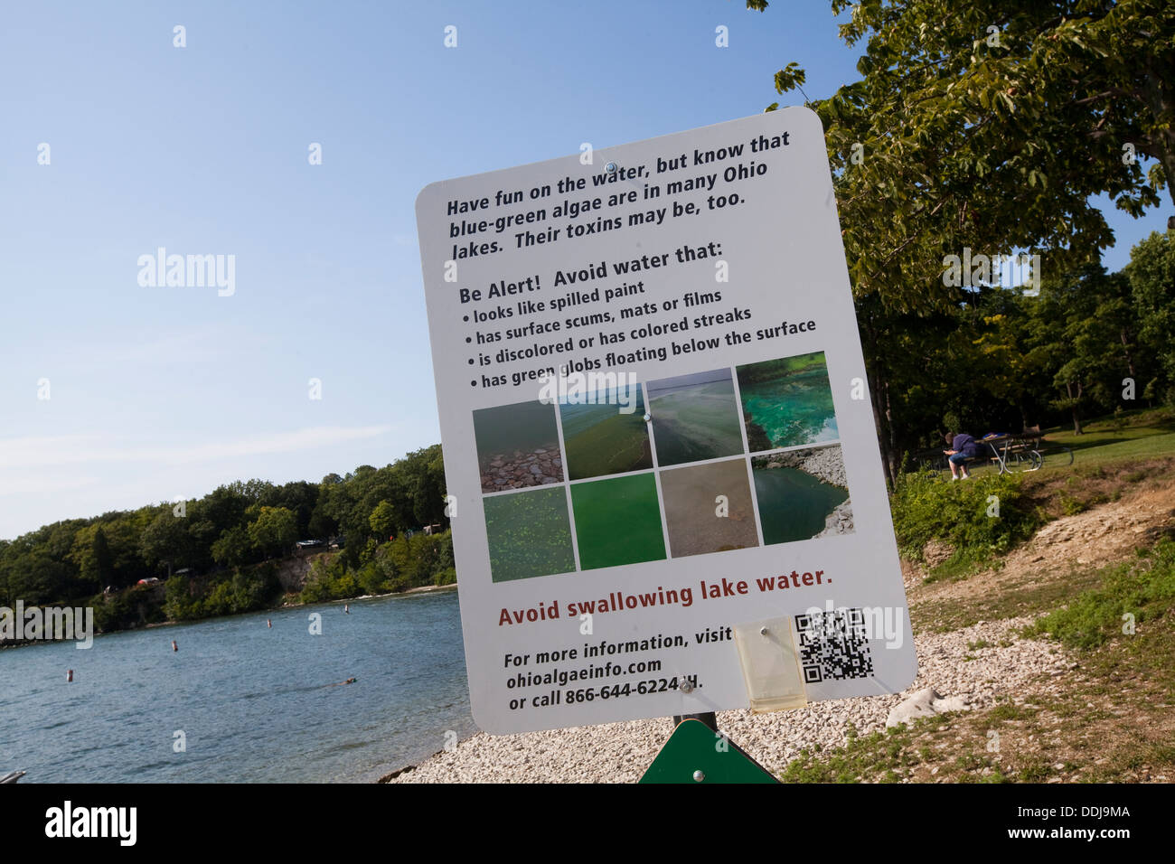 Un segno calante per alghe blu-verdi è vedere dalla riva del Lago Erie sulla Put-In-Bay su South Bass Isola, Ohio Foto Stock