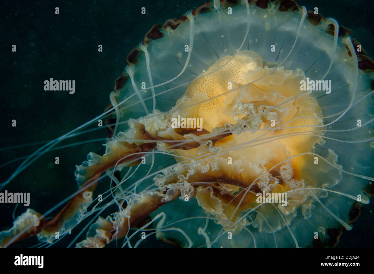 Al di sotto, il lato inferiore della bussola di nuoto di medusa. Tentacoli e corpo a cupola, Chrysaora hysoscella. Foto Stock